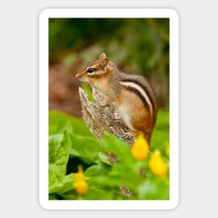 Chipmunk Sticker